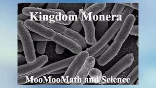Monera-Archaebacteria-Bacteria-Animal Kingdom