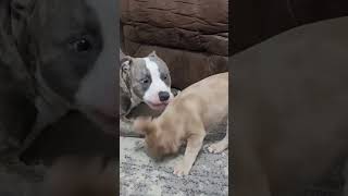 French bulldog and pitbull play fighting - Drax and Groot