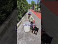 豆柴と1歳赤ちゃんの晴天仲良しお散歩【柴犬】#Shorts