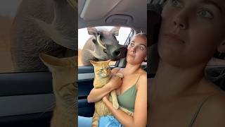 Will The Woman And Her Cat Be Attacked By The Warthog? 여자와 고양이, 멧돼지에게 잡힐까?