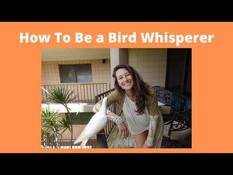 Maui Bird Whisperer
