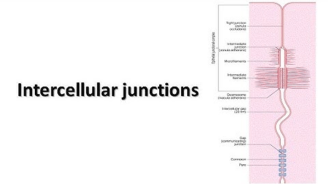 Intercellular junctions. Prof. Dr. Md. Ashfaqur Rahman