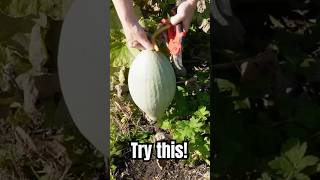 HARVEST SQUASH THIS WAY TO STORE FOR LONGER!