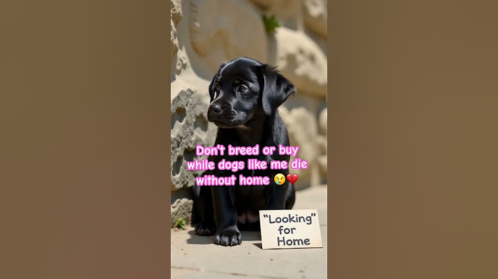 Do you have little space for me in your home ? #dogs #puppy #doglovers #puppy  #dogshorts