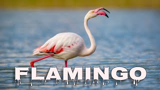 Greater flamingo sound, flamingo call