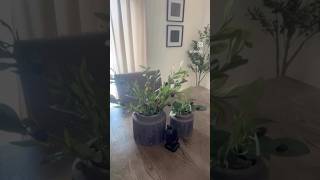 Sencilla decoración con toques negros #shortvideo #shortviral #shorts #short #chatgpt #viral #tips