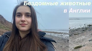 ДОМАШНЕЕ и БЕЗДОМНЫЕ животных в Англии