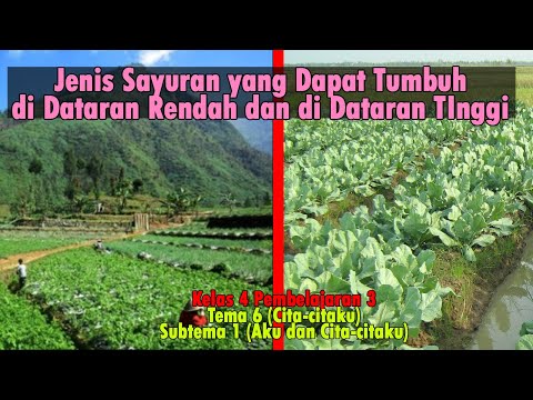 Video: Berkebun Sayuran Di Pergunungan: Menanam Sayuran Ketinggian Tinggi