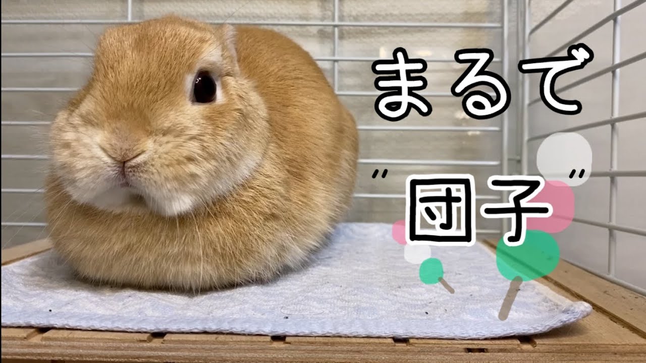 丸くなるうさぎ - YouTube
