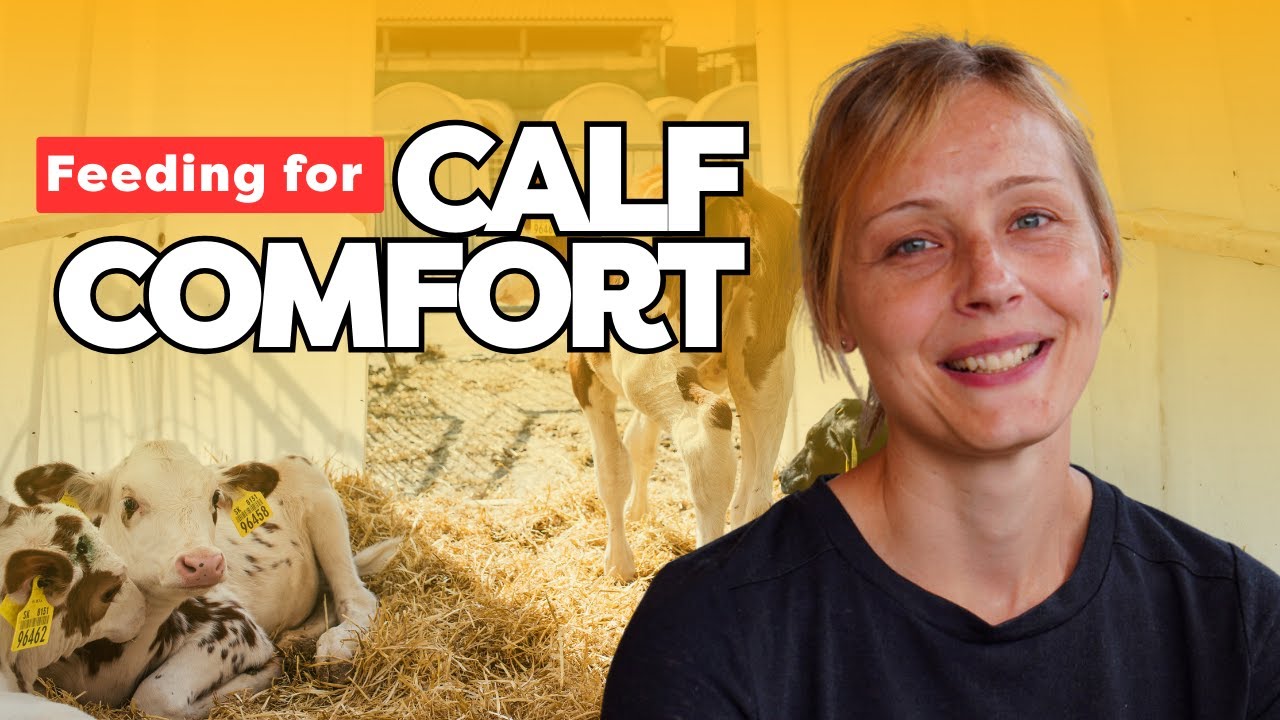 Размеры телят и объем молозива - д-р Сабина Манн