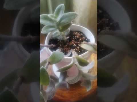 Традесканция силламонтана (Tradescantia