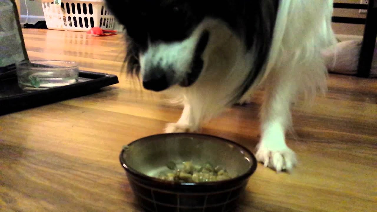 Dog eating lentils - YouTube