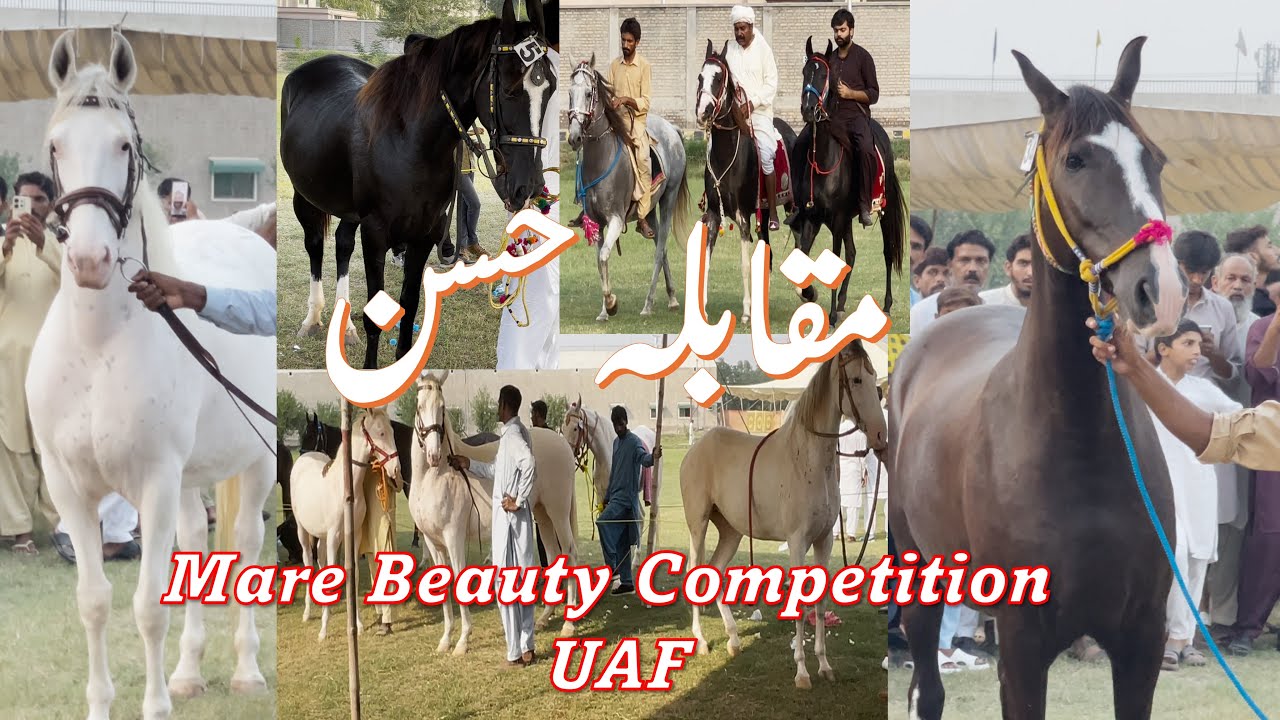 Mare Beauty Competition | Muqabala E Husan Ghorian University of Agriculture Fsd | Doctor Bhai Vlogs