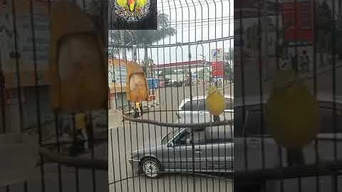pleci pacitan nembak || gacor