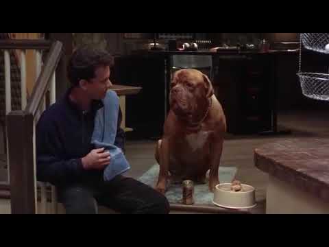 5 Movies About Dogs That Are Actually Funny