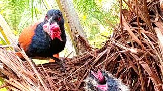 hanya burung bubut yang makanya slalu ekstrim