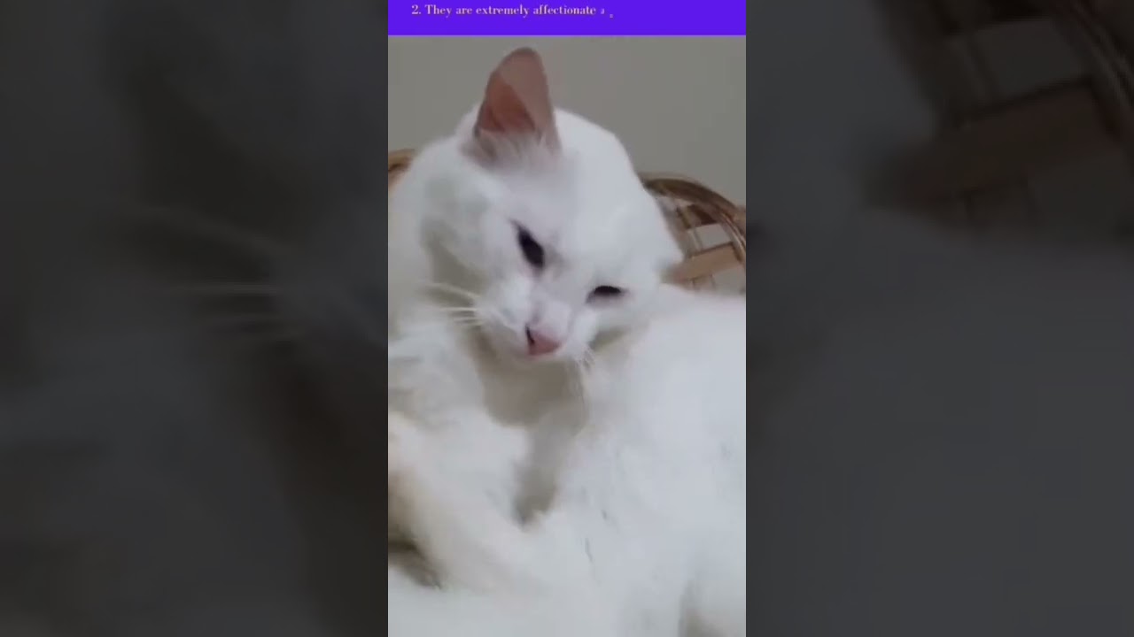 Best Moments Colorpoint Shorthair 🔥 | Cat Habits 😲 | Animal Lover 