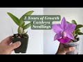7 cattleya seedling orchids after 3 years of growth  before  after  svo haul 21 24