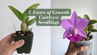 7 Cattleya Seedling Orchids After 3 Years of Growth | Before & After - SVO Haul 