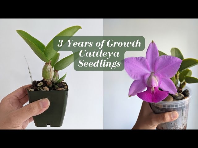 7 Cattleya Seedling Orchids After 3 Years of Growth | Before & After - SVO Haul '21- '24 class=