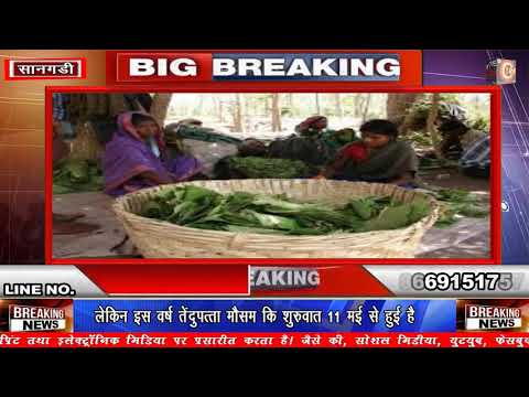 तेंदुपत्ता संकलन से हजारो नागरिको को मिला रोजगार ,सानगडी न्यूज़