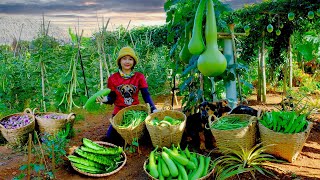 Download Lagu Harvest: Loofahs, Winged Beans, Purple Round Eggplants From My Farm To Sell At The Market, Cook MP3 Download Lagu Harvest: Loofahs, Winged Beans, Purple Round Eggplants From My Farm To Sell At The Market, Cook MP3