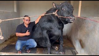 KELILING KERAJAAN SAPI RAKSASA LEMBU BENGGOLO BIKIN KEJUTAN BARU ‼️🔥🔥🔥