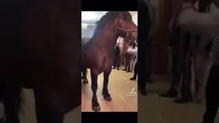 Цыганская лошадь, бахталэс 🔥