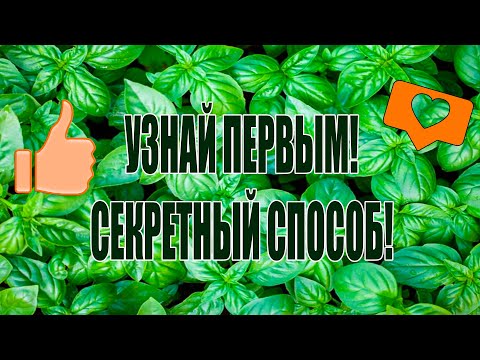 ОБ ЭТОМ СПОСОБЕ ПОКА НИКТО НЕ ЗНАЕТ!НЕОБЫЧНОЕ ВЫРАЩИВАНИЕ БАЗИЛИКА!