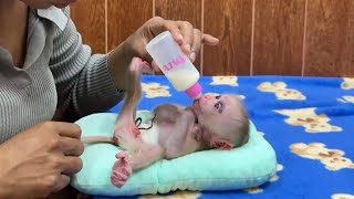 Amazing Baby Monkey Sleep Lift Up Leg Drinking Milk