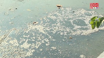 Cá chết nổi trắng mặt kênh Nhiêu Lộc – Thị Nghè