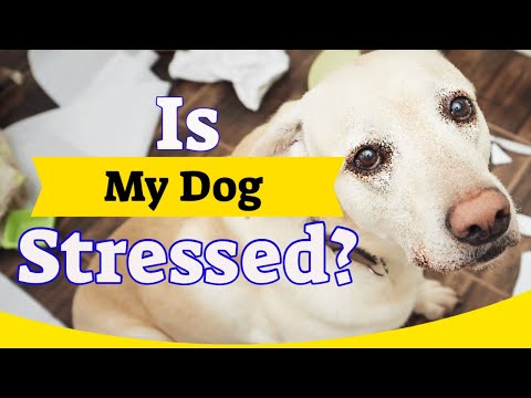 Video: 5 segni Il tuo Shih Tzu è stressato