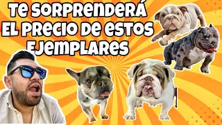 ¡No podrás creer cuánto cuestan estos bulldog!