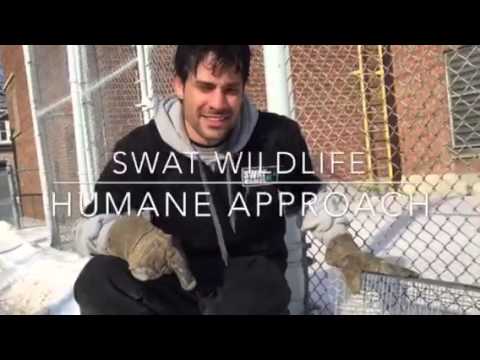 wildlife removal columbus ohio Rats Removed With Raccoon Trap