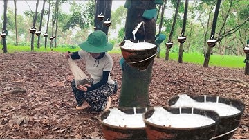 Rubber Tapping ASMR | Harvesting Latex from Rubber Trees | Relaxing Sounds of Nature
