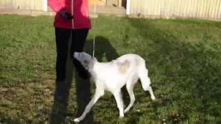 Laulu's first showleash training. by SalsaTheBorzoi 86 views 9 years ago 1 minute, 17 seconds