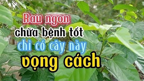 cây lá cách chữa được bệnh gan nhiễm mỡ, viêm gan vàng da vô cùng hiệu  quả