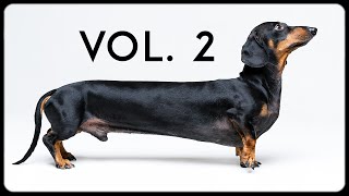 Dachshund dog funny video bloopers vol. 2