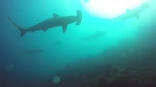 Scuba Diving in Galapagos Islands with Hammerhead Sharks Feb 2017