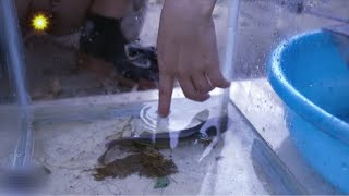 Desi aunty a Aquarium cleaning video | How to clean glasses aquarium