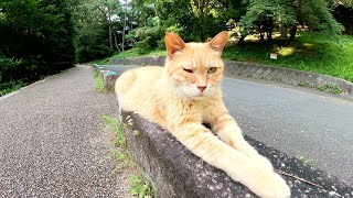 寝返り厳禁！道路の縁石の上でお昼寝する茶トラ猫