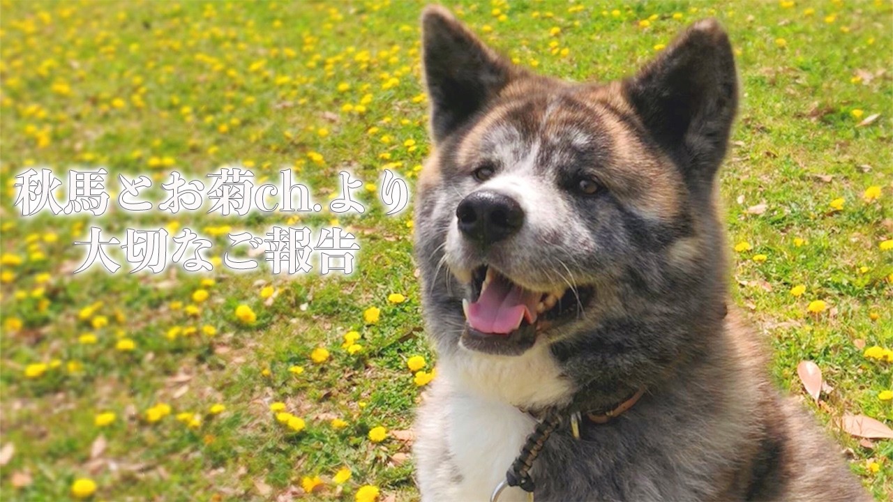 Rest in Peace, Shuma. Our Beloved Akita Dog Has Crossed the