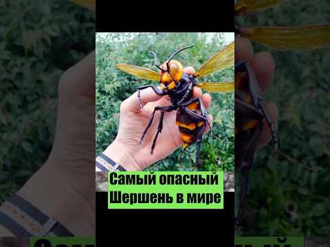 #азиатскийшершень #шершни #природа #насекомые #ужасыприроды #документалистика #животные #хочуфакты