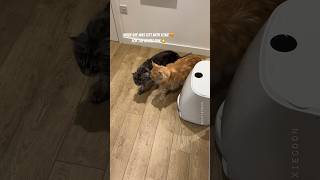 The Reason Why We Got the Second Cat 💁🏻‍♀️ #mainecoon #lifewithcats #catslife