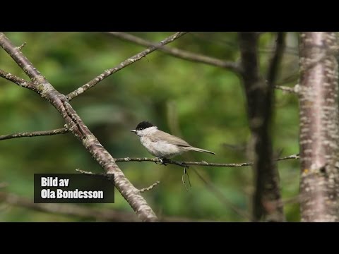 Video: Namn på skogsfåglar. Fåglars namn och art. Rysslands fåglar