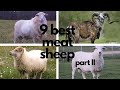 The Best Sheep Breeds for Meat (part 2)