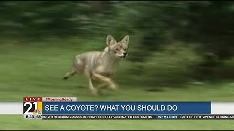 What should you do if you encounter a coyote?