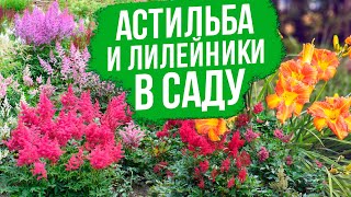 Секреты использования астильбы и лилейников в дизайне сада от Оксаны Пискаревой!