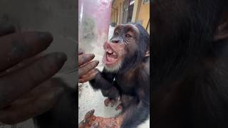 Chimpanzee Gets Every Last Drop Of His Smoothie! #Chimpanzee #Monkey #Ape