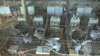 На Коломийщині вирощують кроликів за французькою технологією